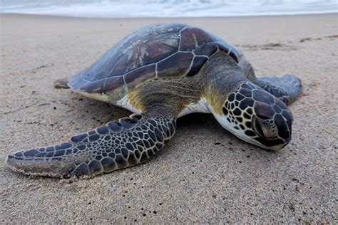 Sea Turtle Stranding And Salvage Network Noaa Fisheries