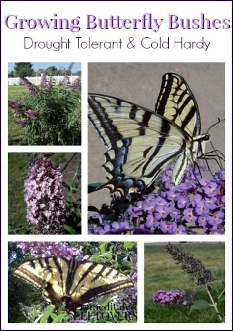 How To Grow Butterfly Bushes Use These Tips For Growing