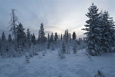 Hd Wallpaper Winter Forest Snow Trees Finland Lapland Wallpaper