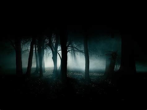 Green Leafed Tree Lot Dark Mist Trees Night Hd Wallpaper