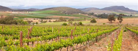 Paarl Wine Route The Cape Winelands