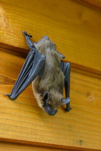 Where Do Bats Go In The Winter Oakland County Mi Bat Removal