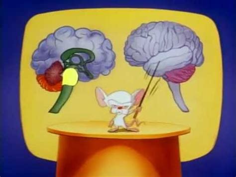 Maurice lamarche, rob paulsen, tress macneille more info: Pinky And The Brain - S01E03 Part 3/3 Brainstem - YouTube