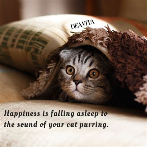 Super Cool And Fun Cat Quotes And Sayings With Adorable Photos