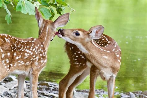 Kissing Fawn Twins Photograph By Rachel H Mckay
