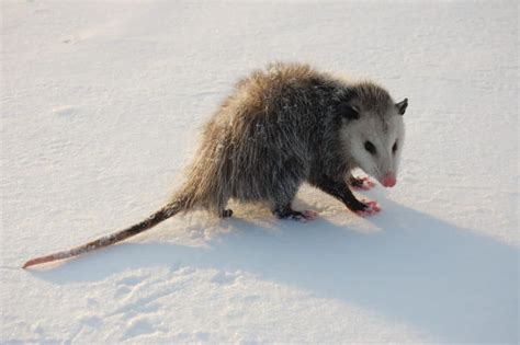 How Do Opossums Survive Winter North American Nature