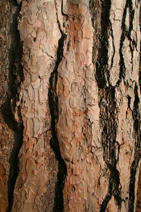 Switch from actual plastic to the transparent textures of wrapping materials: Tree Bark Texture Close-up, | Tree textures, Texture ...