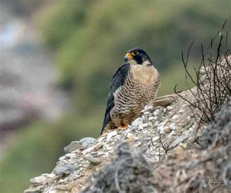 Peregrine Falcon In San Pedro California Photo By Jay Spring Vögel