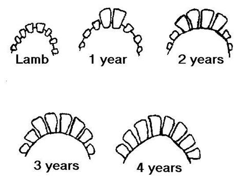 Age Of Sheep By Checking Teeth Sheep Farm Sheep Breeds Livestock