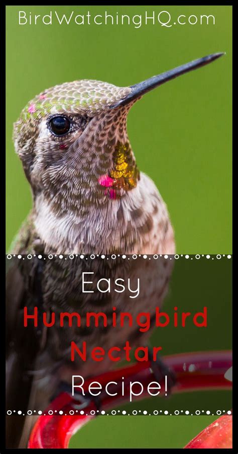 How To Make Hummingbird Nectar Using Two Ingredients Homemade