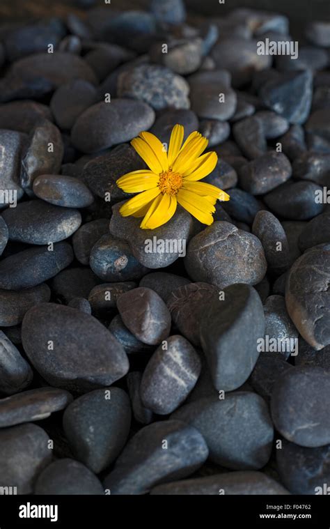 Pebbles Flower Hi Res Stock Photography And Images Alamy