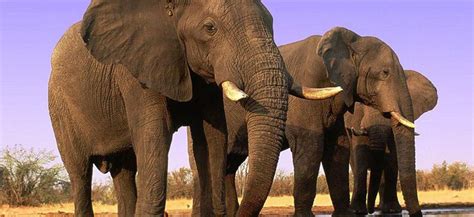 elephants can tell humans apart by language and gender