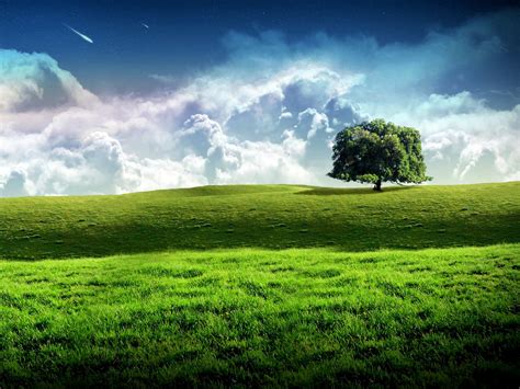 New Bliss Tree Green Landscape Scenery Wallpaper Free