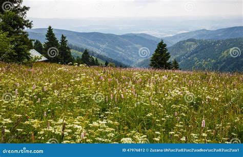 Meadow In The Mountains In Summer Stock Photo Image Of Mountain