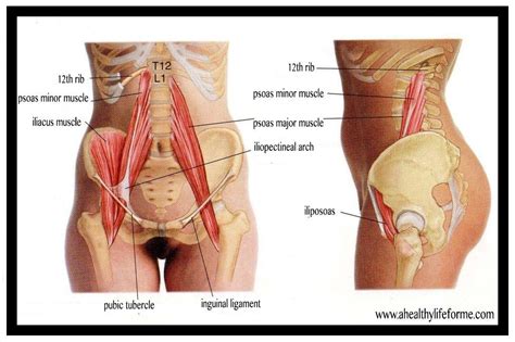 The deltoid, teres major, teres minor, infraspinatus, supraspinatus (not shown) and subscapularis muscles (not shown) all extend from the scapula to the humerus and act on the trapezius and latissimus dorsi muscles connect the upper limb to the vertebral column. Hip Flexor Stretch - A Healthy Life For Me