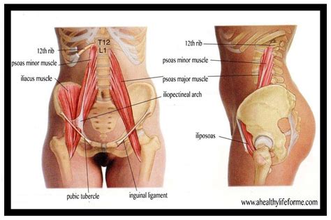 What's the opposite of a tight, weak muscle? Hip Flexor Stretch - A Healthy Life For Me