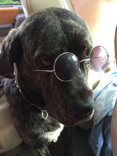 Pin By Susy Caires On Amazing Dogs Round Sunglasses Best Dogs Cool