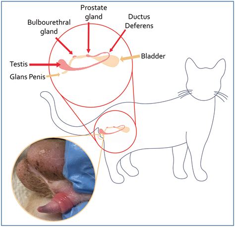 Male Cat Reproductive System