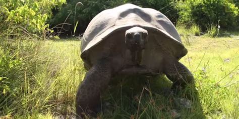 film crew disturb giant tortoises have sex angry tortoise chases them away very slowly complex uk