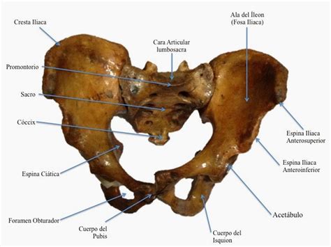 Fcm Unah Anatomía Macroscópica Esqueleto De La Pelvis