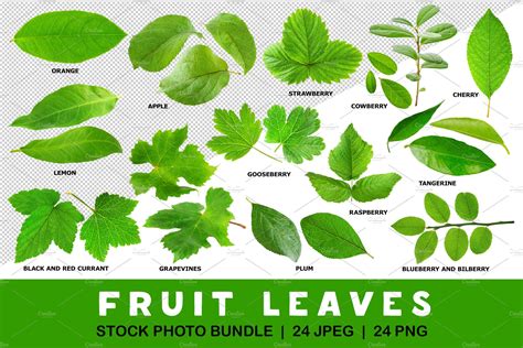Leaves Of Fruit And Berry Plants Graphic Objects ~ Creative Market