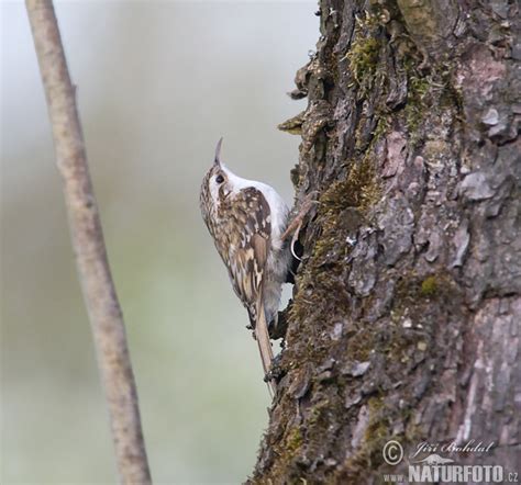 Brown Creeper Photos Brown Creeper Images Nature Wildlife Pictures
