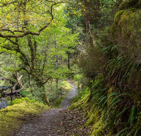 Discovering Wales Celtic Rainforests Visit Wales