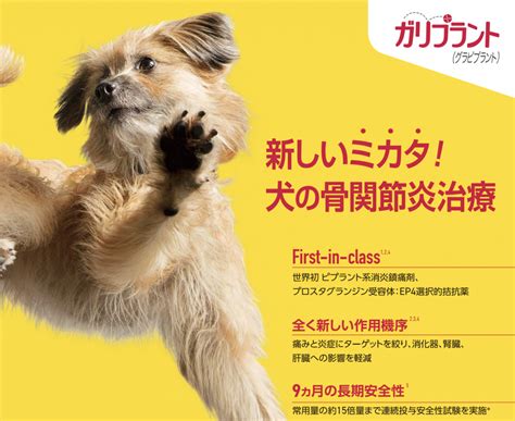 新しい痛み止め【ガリプラント】 安佐北区の動物病院【ひらた動物病院】