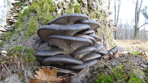 Free Images Tree Nature Forest Rock Wood Trunk Foliage Green