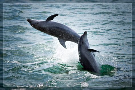 Dolphin And Seal Sightsee Cruise Dolphin And Seal Sightsee Cru Flickr