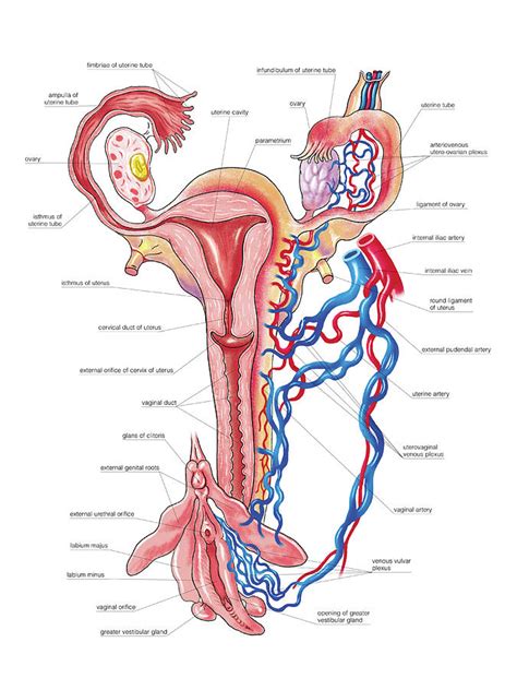 Female Genital System Photograph By Asklepios Medical Atlas Fine Art