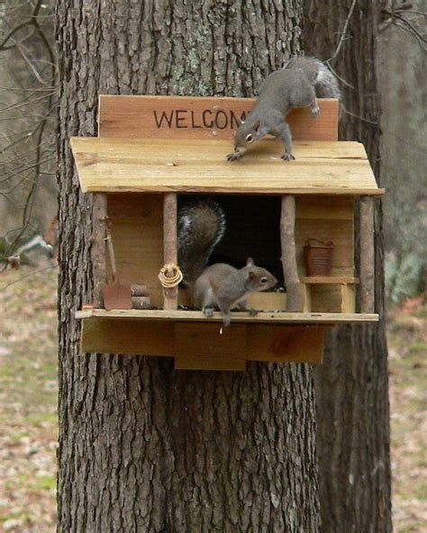 And Invites Friends Squirrel Feeders Squirrel Feeder Diy Squirrel