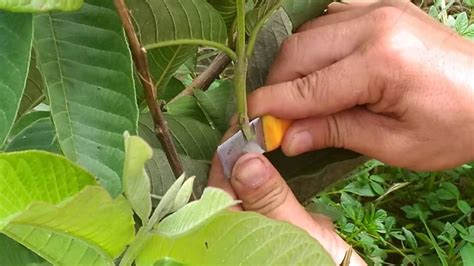 Check spelling or type a new query. How To Grafting Fruit Trees - YouTube