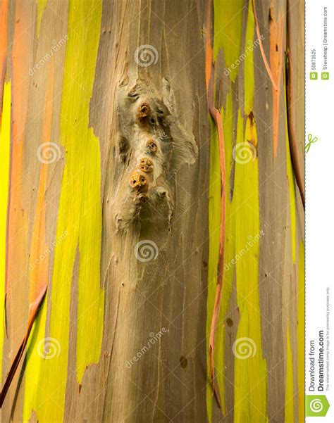 Detail Of Colorful Bark Of Rainbow Eucalyptus Tree Stock Image Image