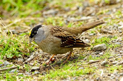 Victoria Daily Photo Golden Crowned Sparrow