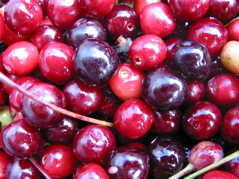 Grow Wild Cherry Trees A Guide From Tcv