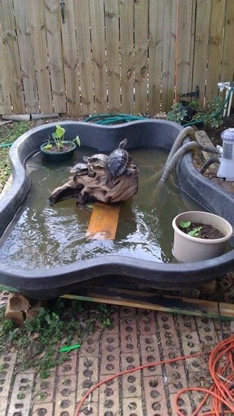 Image Result For Above Ground Turtle Ponds For Backyards Projects To