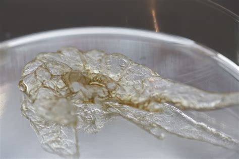 Shrimp Shells Could Make The Green Plastic Of The Future