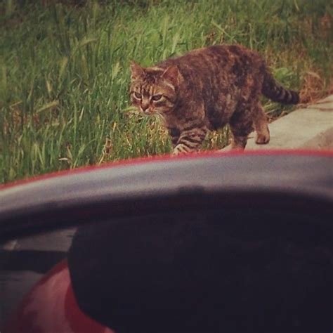 Kitty Meets Kitty Jaguar Ftype Yourturn Millemiglia