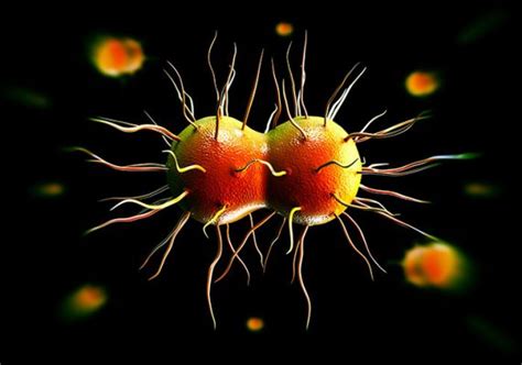 Antibiotic Resistant Gonorrhoea On The Rise Qed Bioscience Inc
