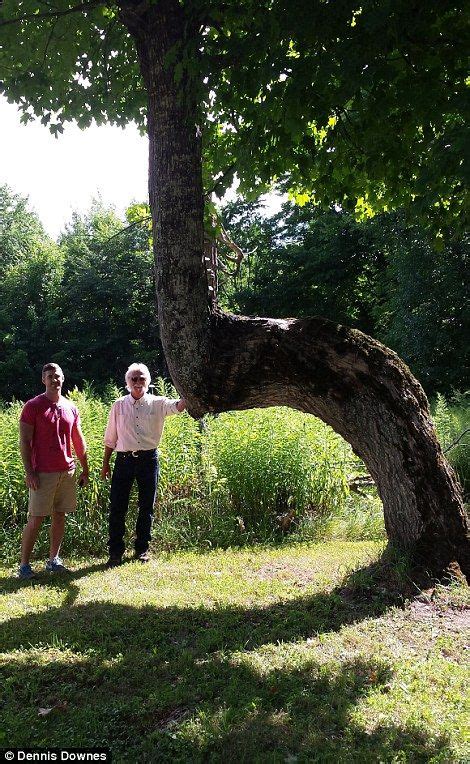 Expert Claims Bent Trees Were Secret Native Americans Trail Markers