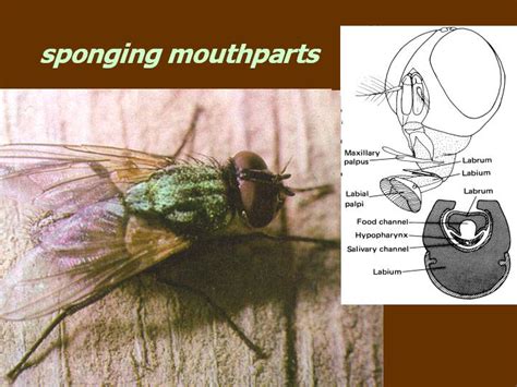 Tabanidae Mouthparts