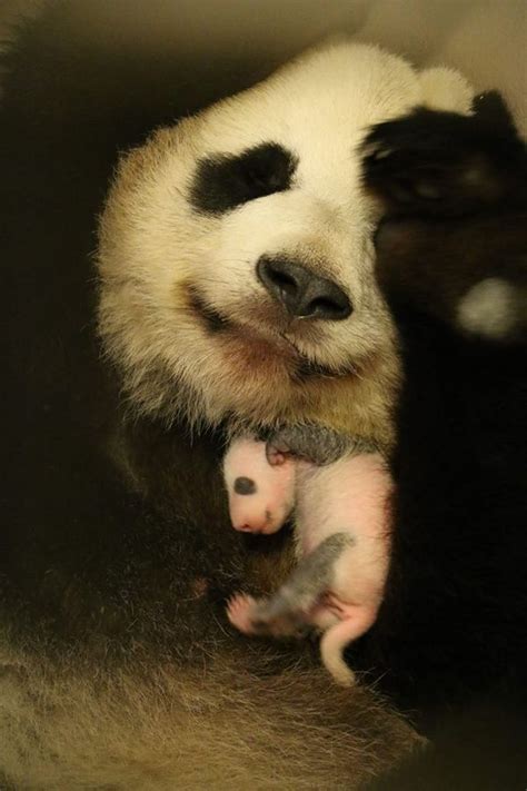 Update Giant Panda Cubs Triple Their Weight Zooborns
