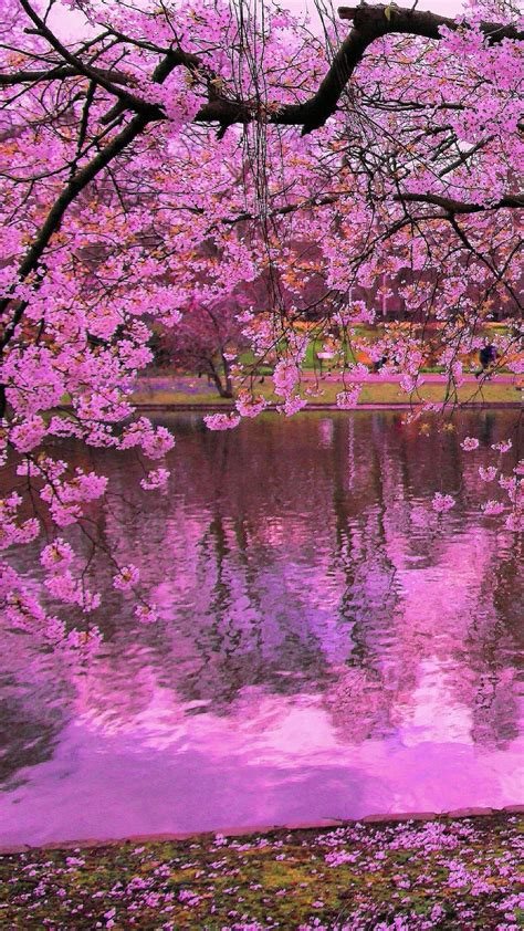 Lihat ide lainnya tentang bunga sakura, bunga, sakura. Sakura Wallpapers (68+ background pictures)