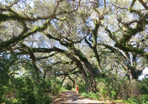 Florida Birding Trail New Site For Finding Where To See Wildlife