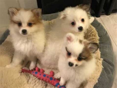 Pomeranian Puppies For Sale Atlanta Ga 333800