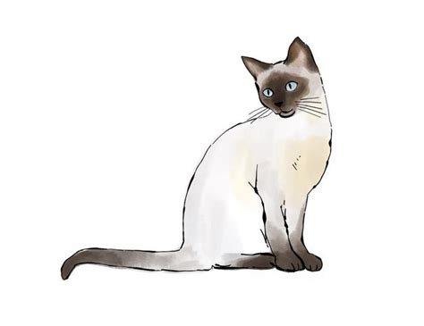 Siamese Cat Siamese Cat Print Drawing And Watercolor Digital