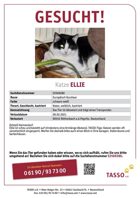 Vermisst Katze Vorlage Information Online