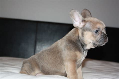 Your new companion may be just a click away! French Bulldog FOR SALE ADOPTION from San Antonio Texas ...