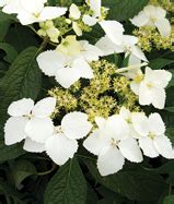 A very unusual small evergreen shrub. Hydrangea angustipetala - Nursery Management